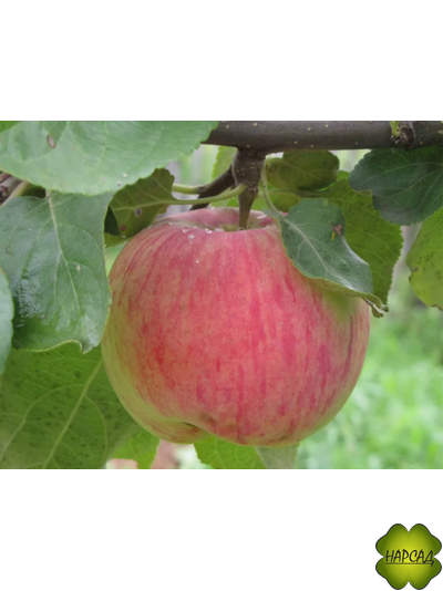 ЯБЛОНЯ &quot;БЕССЕМЯНКА МИЧУРИНСКАЯ&quot; (крупное наивкуснешее яблоко!) Саженец 3 года на полукарликовом подвое