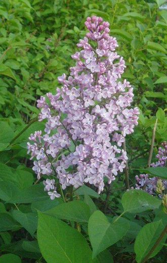 Сирень обыкновенная сиреневая, С2,20-40