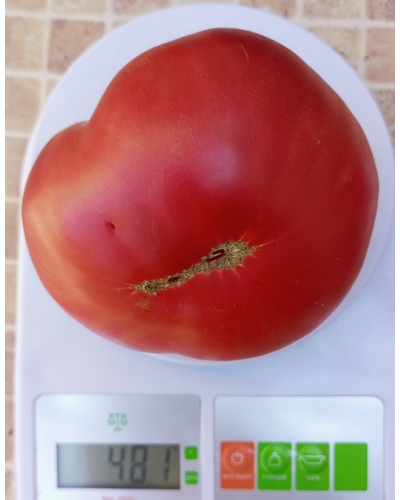 Томат Немецкий красный бабушки Кентрел (Granny Cantrell’s German), Канада