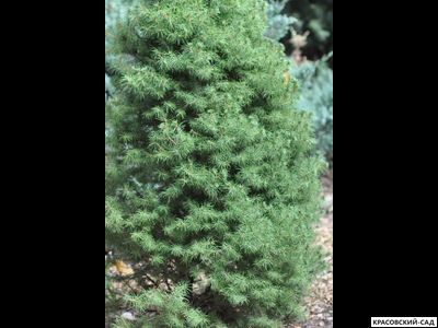 Ель сизая Коника