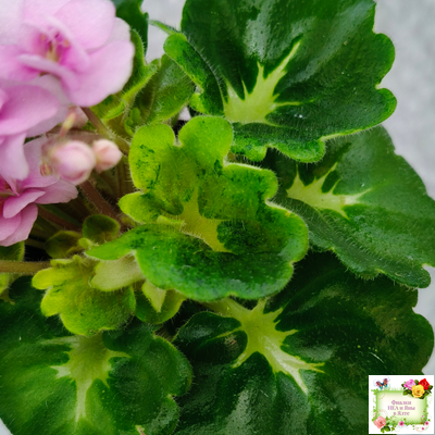 Goldilocks (L.Ray) (Голдилокс) (гёрл-лист с кроновой пестролистностью)