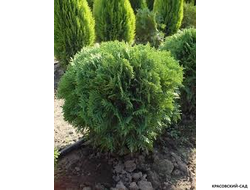 Туя западная Вудварди - Woodwardii