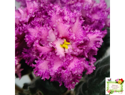 БР-Сочная Ягодка Люкс (С. и Н. Буркацкие) 2022 г.