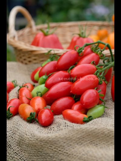 Томат Килечки, 10 шт