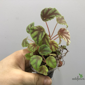 Бегония Quadrialata Nimbaensis