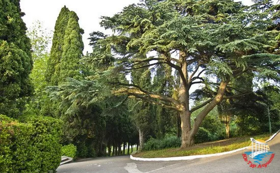 Парк в Мисхоре