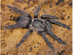 Tapinauchenius plumipes