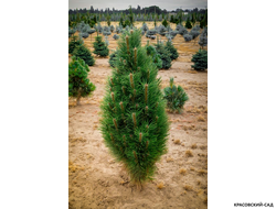 Сосна Грин Рокет - Green Rocket