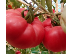 Томат Марманде розовый (Marmande pink)