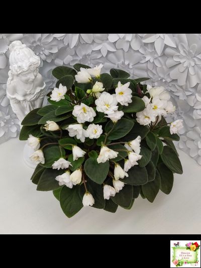 ЛЕ-Жемчужинка (Е. Лебецкая) 2018 г. трейлер