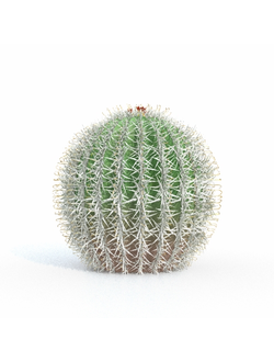 кактусы Ферокактус Вислицена-01