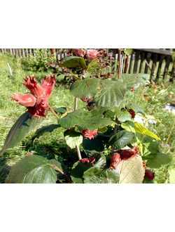 Орешник Фундук Сахарный