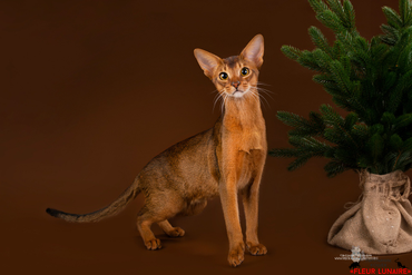 Абиссинский котенок