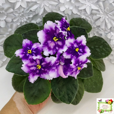 МТ-Свет Кометы (М. Тотиева) 2022 г. (лист посажен 28.10.25)