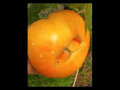 Томат Персики и крем (Peaches and Cream)