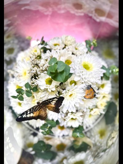 Белая хризантема №73