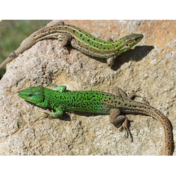 Полосатая ящерица (Lacerta strigata)