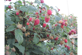 ягода малина