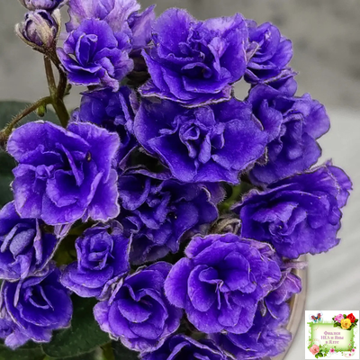 Blue Scoundrel micromini (P.Sorano/LLG) (Блю Ска́ндрел) микроминиатюра