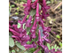 Corydalis solida Красотка