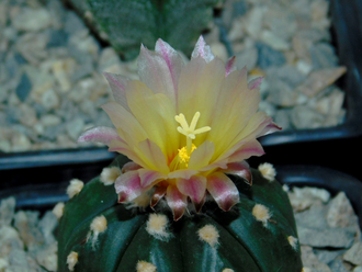 Astrophytum ASNUD cv.Kitsukow (1054) - 10 семян