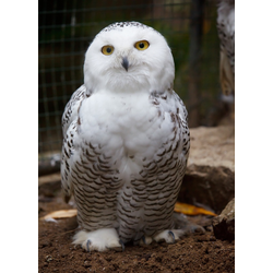 D0138 Полярная сова