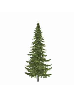 хвойные Ель fir-tree_01