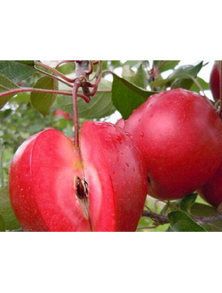 Яблоня «Эра» (красномясая, осенняя), ЗКС
