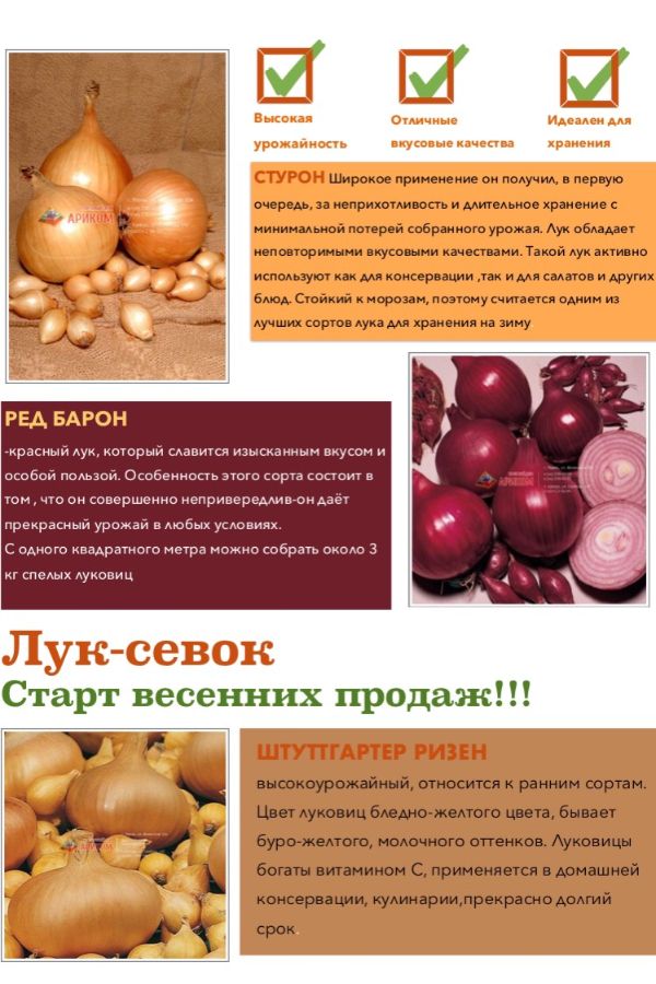Лук стурон схема посадки