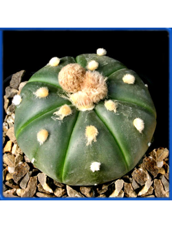 Astrophytum asterias v. nudum
