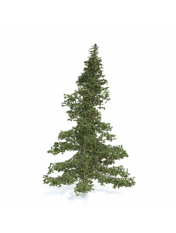 хвойные Ель 201