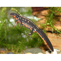 Тритон китайский краснобрюхий (Cynops orientalis)