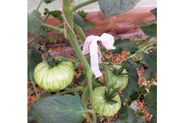 Золта зебра, 16 июля