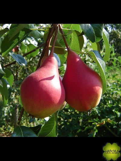 Нарядная Ефимова (ранне-осенняя)