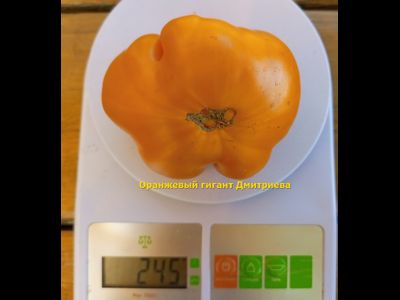 Томат Оранжевый гигант Дмитриева