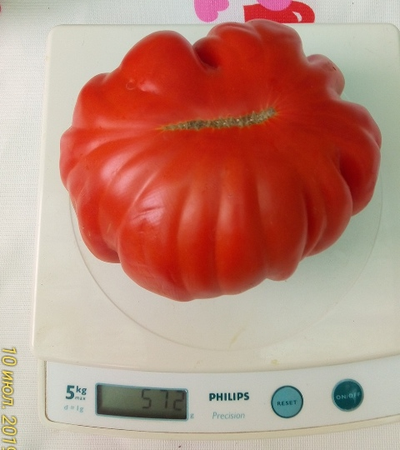 Томат Большие от Реми (Grosses de Remy, Франция)