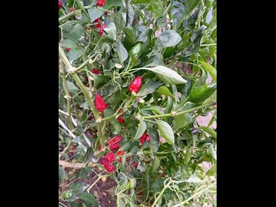 Перец острый Baumchili Rot