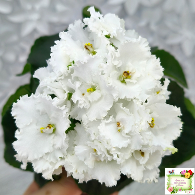 ML-Облако в Горах (Miniviolets Lux) 2022 г. (лист посажен 25.01.26)