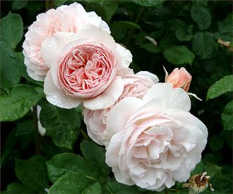Джульета роза