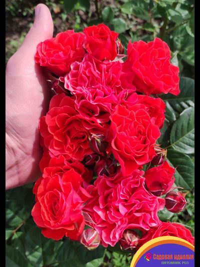 Леди оф Белград (Lady of Belgrade)