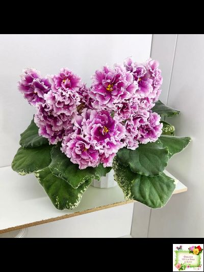 ВаТ-Агат Розовый (Т. Валькова) 2019 г.