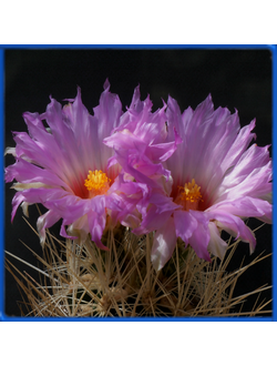 Thelocactus bicolor v. bolansis GM 235 (KSS 65; MZ 116)
