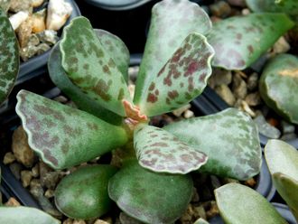 Adromischus cooperi  (3 листа без корней)