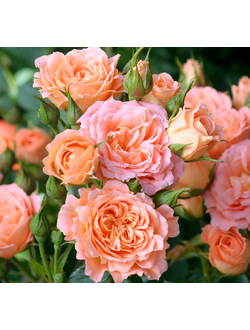 Роза флорибунда Свит Дрим