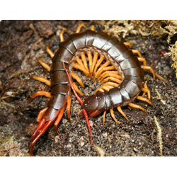 Вьетнамская сколопендра (Scolopendra subspinipes)