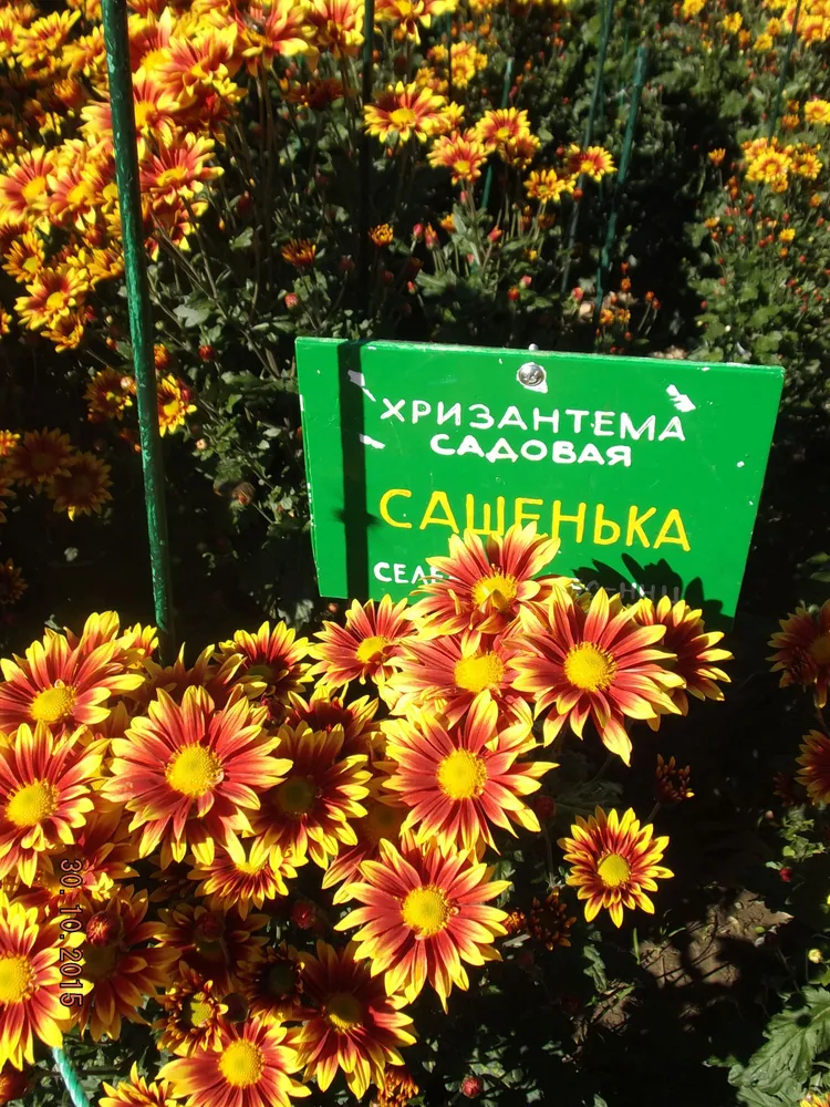 Сашенька.
Селекция НБС