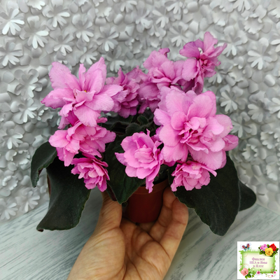 Pink Tulip Gold (японская селекция)