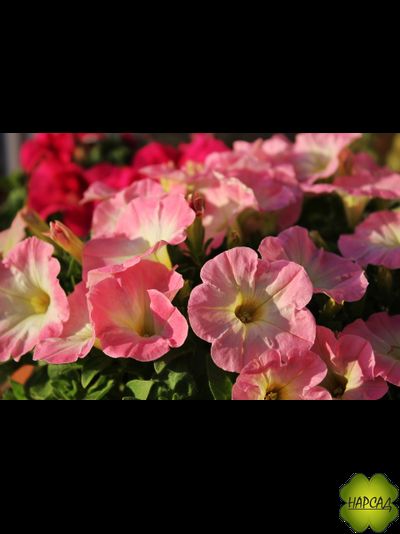 ПЕТУНИЯ АМПЕЛЬНАЯ ДЛЯ КАШПО 1 ШТ РАССАДА