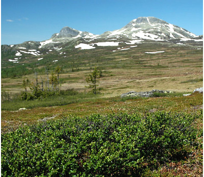 Береза карликовая
