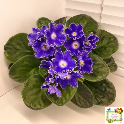 DS-Сияющий Колокольчик (Dimetris) 2014 г. (лист посажен 27.10.25)